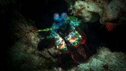 Mantis Shrimp just before lunging out to "punch" at my ca... by Michelle Blais 